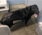 Small #3 Rottweiler Mix