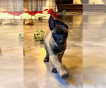 Small #7 German Shepherd Dog