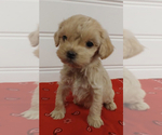 Small Photo #6 Cockapoo Puppy For Sale in SEBASTIAN, FL, USA