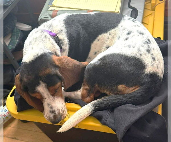 Medium Photo #15 Bagle Hound Puppy For Sale in Boonton, NJ, USA