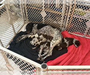 German Shorthaired Pointer Litter for sale in SHERMANS DALE, PA, USA