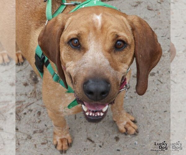 Medium Photo #13 Labrador Retriever-Unknown Mix Puppy For Sale in Washington, DC, USA