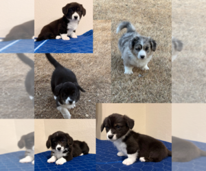American Corgi Puppy for sale in FORT HOOD, TX, USA