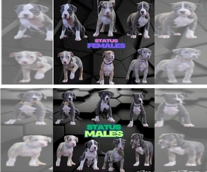 American Bully Puppy for sale in Ch teauguay centre, Quebec, Canada