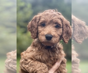 Goldendoodle Puppy for Sale in ARRINGTON, Virginia USA