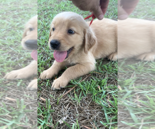 Medium Photo #1 Golden Retriever Puppy For Sale in ATLANTA, TX, USA