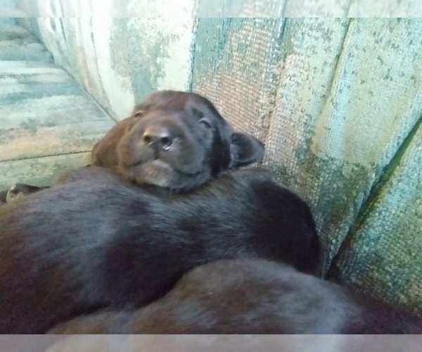 Medium Photo #10 Belgian Malinois-German Shorthaired Pointer Mix Puppy For Sale in SALINAS, CA, USA