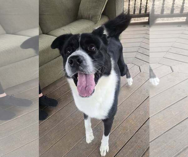 Medium Photo #1 Border Collie-Unknown Mix Puppy For Sale in Martinsburg, WV, USA