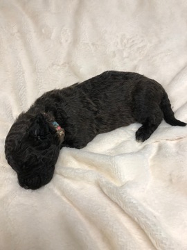 Medium Photo #2 Chesa-Poo Puppy For Sale in ENGLEWOOD, FL, USA