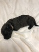 Small Photo #2 Chesa-Poo Puppy For Sale in ENGLEWOOD, FL, USA