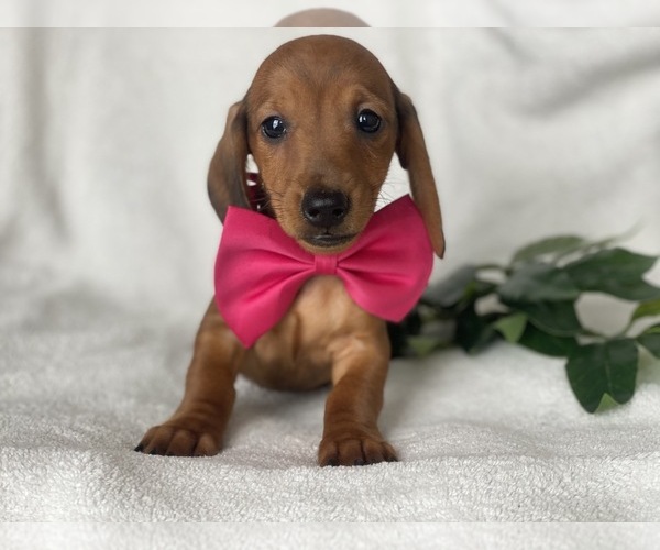 Medium Photo #1 Dachshund Puppy For Sale in CEDAR LANE, PA, USA