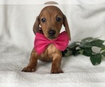 Small Photo #1 Dachshund Puppy For Sale in CEDAR LANE, PA, USA