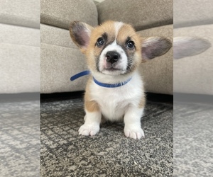 Pembroke Welsh Corgi Puppy for sale in JACKSONVILLE, FL, USA