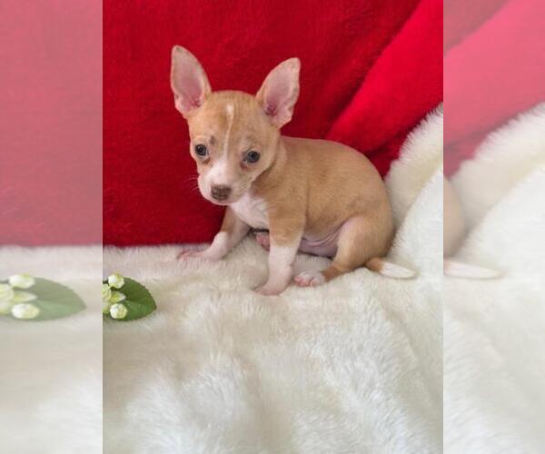 Medium Photo #6 Chihuahua Puppy For Sale in NAPLES, FL, USA