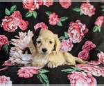 Small Photo #6 Dachshund Puppy For Sale in LEOLA, PA, USA