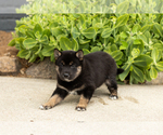 Small Photo #20 Shiba Inu Puppy For Sale in MILLERSBURG, IN, USA
