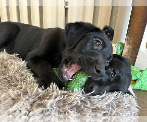 Medium Photo #3 Labrador Retriever Puppy For Sale in Clovis, CA, USA