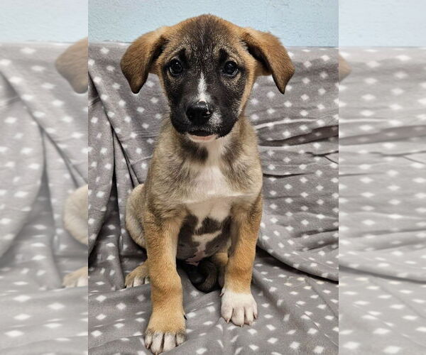 Medium Photo #4 Mutt Puppy For Sale in Lake Forest, CA, USA