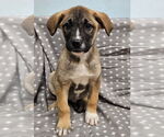 Small #3 Mutt