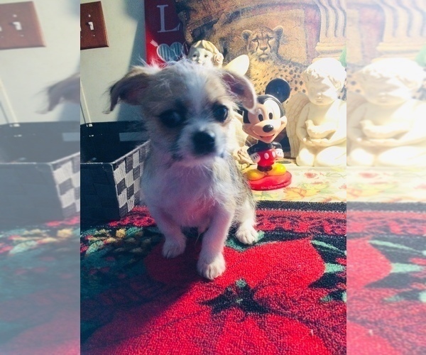 Medium Photo #2 Shih Tzu Puppy For Sale in LEBANON, OR, USA