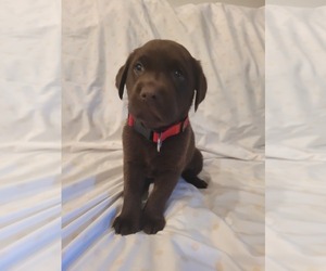 Labrador Retriever Puppy for sale in PITTSBURGH, PA, USA