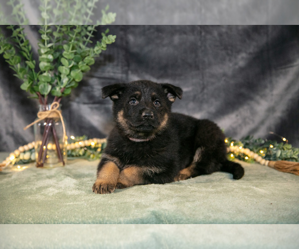 Medium Photo #15 German Shepherd Dog Puppy For Sale in SHIPSHEWANA, IN, USA