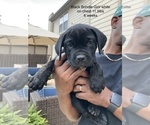 Small Photo #20 Cane Corso Puppy For Sale in MCDONOUGH, GA, USA