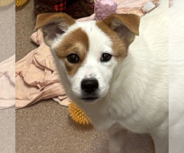 Medium Photo #1 Saint Bernard-Unknown Mix Puppy For Sale in Elmsford, NY, USA