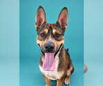 JAX - Male American Staffordshire Terrier Dog for Adoption - Small photo