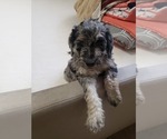 Small Photo #6 Labradoodle Puppy For Sale in SAN ANTONIO, TX, USA