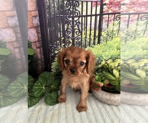 Cavalier King Charles Spaniel Puppy for sale in COLCORD, OK, USA
