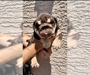 English Bulldog Puppy for sale in BAKER, CA, USA