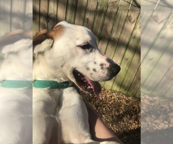 Medium Photo #4 Mutt Puppy For Sale in Jackson, MS, USA