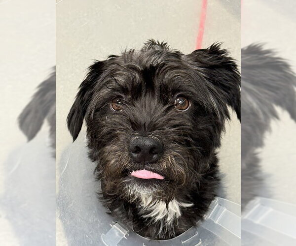 Medium Photo #1 Mutt Puppy For Sale in Las Vegas, NV, USA
