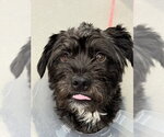 Small Mutt