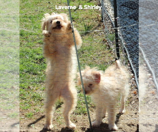 Medium Photo #4 Poocan Puppy For Sale in Aurora, IN, USA