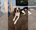 Small #2 Beagle Mix
