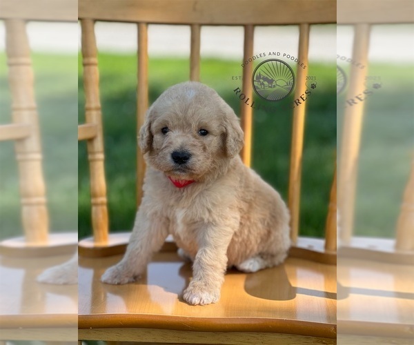 Medium Photo #6 Goldendoodle Puppy For Sale in MARYVILLE, MO, USA