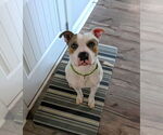 Small #2 Staffordshire Bull Terrier Mix
