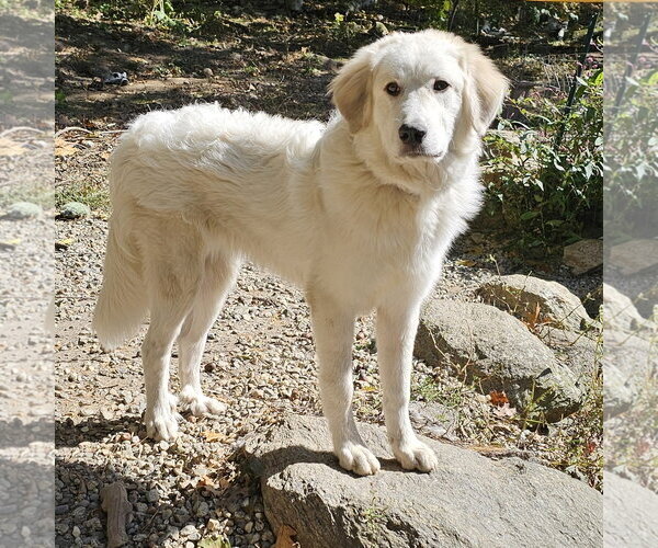 Medium Photo #1 Great Pyrenees Puppy For Sale in Croydon, NH, USA