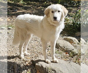 Great Pyrenees Dogs for adoption in Croydon, NH, USA