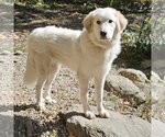 Merida - Female Great Pyrenees Dog for Adoption - Small photo