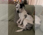 Small Photo #2 American Pit Bull Terrier-Unknown Mix Puppy For Sale in Raleigh, NC, USA
