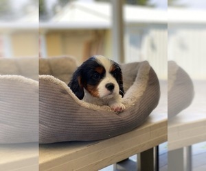 Cavapoo Puppy for sale in SAN JOSE, CA, USA