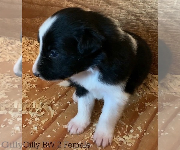 Medium Photo #5 Border Collie Puppy For Sale in WHITE SALMON, WA, USA