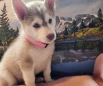 Small #2 Alaskan Husky