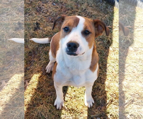 Medium Photo #5 Mutt Puppy For Sale in Sykesville, MD, USA