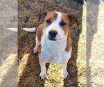 Small #4 Mutt