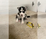 Small Photo #5 Siberian Husky Puppy For Sale in FLAT ROCK, MI, USA