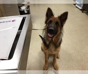 German Shepherd Dog Dogs for adoption in Riverside, CA, USA